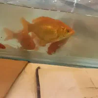 ماهی قرمز مولد شکم تخم مرغی