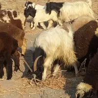 بز کهره دار و کهره نر فروش یا معاوضه با بره یا میش