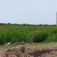 خسیلِ یونجه (پرس شده)