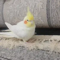 عروس هلندی نرر