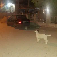 توله سگ گم شده