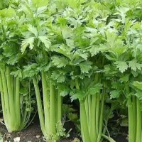 انواع سبزی خام وسبزی خوردن پاک شده