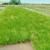 سینی نشا برنج میانه