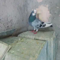 کبوتر