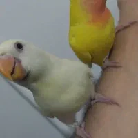 طوطی
