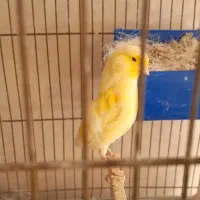 فروش ماده قناری طلایی اماده