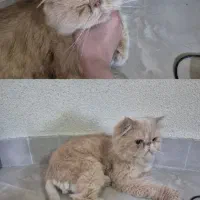 گربه پرشین سوپر فلت کرمی