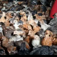 جوجه محلی گلپایگان