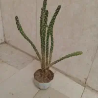 گل و گیاه