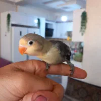 کوتوله معاوضه با ماده