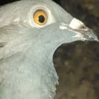 کبوتر