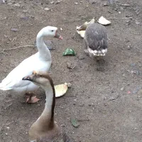 تخم قوغاز