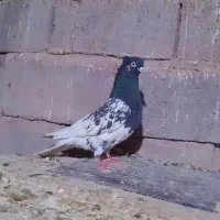 سوسنگرد مویه ابوذر
