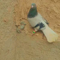 نر گچی تخدم سفید پر