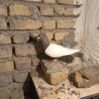 کبوتر سینه زرد
