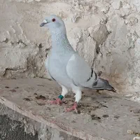 کبوتر شامی پلاکی
