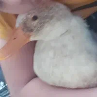 سه اردک بالغ