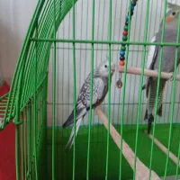 عروس هلندی الیزابلا و رنگ اهوایی