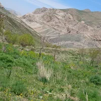 گوسفند میش و بره  بز قوچ صحرا