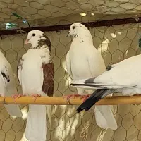 کبوتر