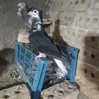 ۵ تا کفتر پرشی صید بی بمب