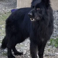 سگ ژرمن بلک نر اصیل