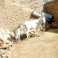 الاغ