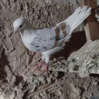 کفتر