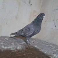 سرور دمسفید