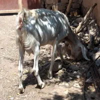 گوسفند فروشی