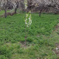 چیدن یونجه باغ به متراژ 1500متر