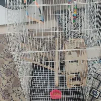 قفس کاسکو وعروس