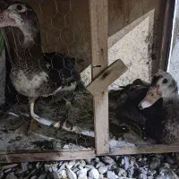 اردک اسراییلی هستند و یکیشون پاش ناقص است