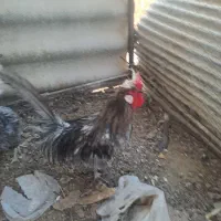 خروس و مرغ تزئنی