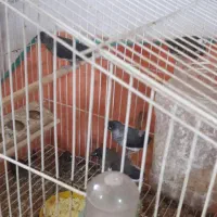 فنچ بنگالی ۶عدد با قفس