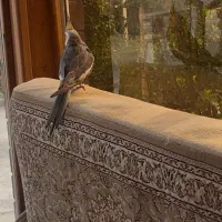 پرنده|پرنده|فردیس, دهکده|دیوار