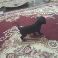 دوعددطوله پاکوتاه ماده