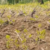 کارگر کشاورزم خدمات باغداری