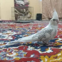 یه عدد عروس هلندی