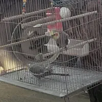 پرنده