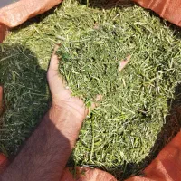 یونجه|خدمات باغبانی و درختکاری|یاسوج, |دیوار
