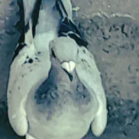 ماده بدرنگ کلاغ