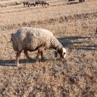 میش و بره درجه یک
