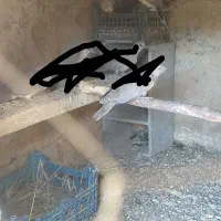 کفتر خانگی