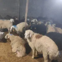 گوسفند محرم بره میش وبزغاله باقصاب