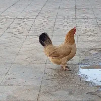 مرغ خزک
