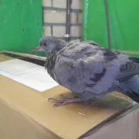 جوجه کبوتر
