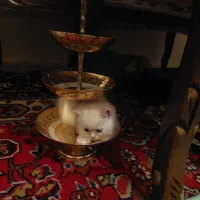 واگذاری گربه