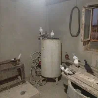 انواع کبوتر رنگی