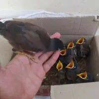 جوجه مینا